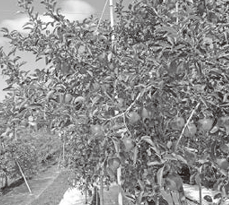 黒田りんご園で実ったリンゴ