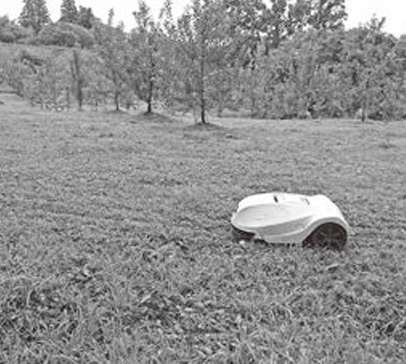 黒田りんご園で稼働する草刈りロボット